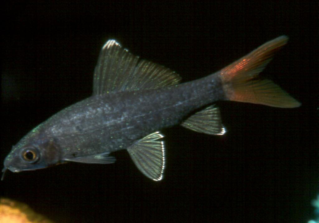 Epalzeorhynchos bicolor